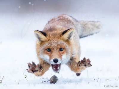 12.jpg (39.78 КБ) 3322 просмотра 12.jpg