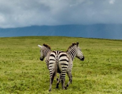 13.jpg (51.31 КБ) 2546 просмотров 13.jpg