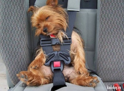 безопасность.jpg (102.23 КБ) 3255 просмотров безопасность.jpg