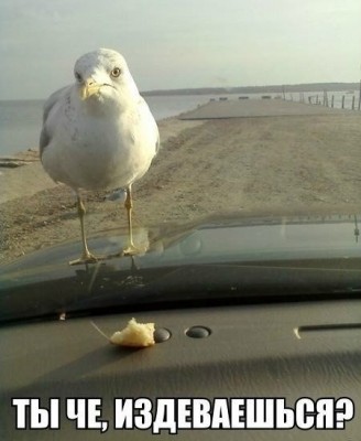 14.jpg (62.6 КБ) 3293 просмотра 14.jpg