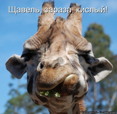 kisly.jpg (98.18 КБ) 3278 просмотров kisly.jpg