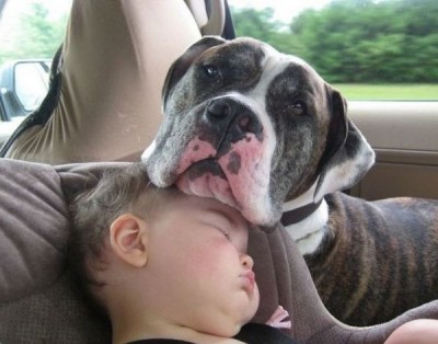 dog-ch.jpg (66.16 КБ) 4898 просмотров dog-ch.jpg